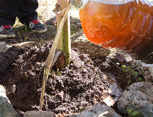 Caracterización de biol y fermentación